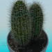 3d model Cactus - preview