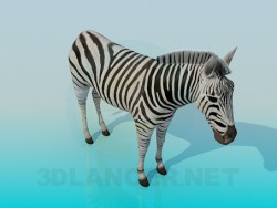 Zebra