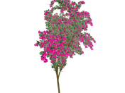 Bougainvillea spectabilis Rosa