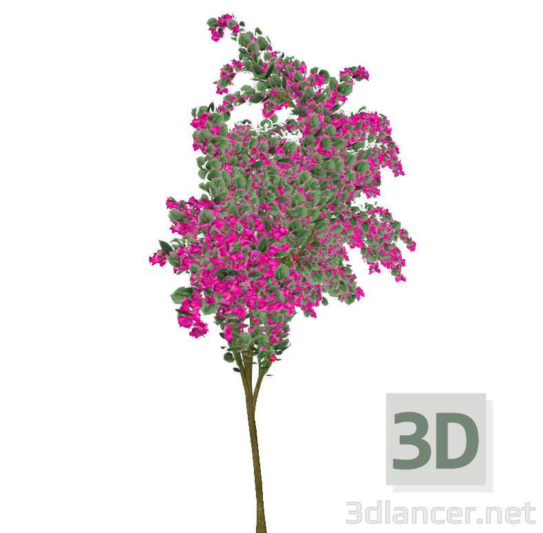 modèle 3D Bougainvillier spectabilis Rose - preview