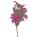 modèle 3D Bougainvillier spectabilis Rose - preview