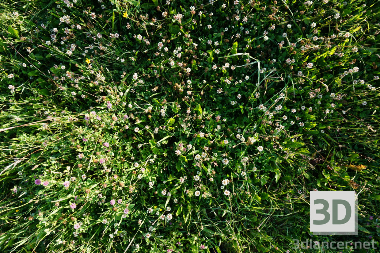 Texture Grass free download - image