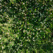 Textur Grass kostenloser Download - Bild