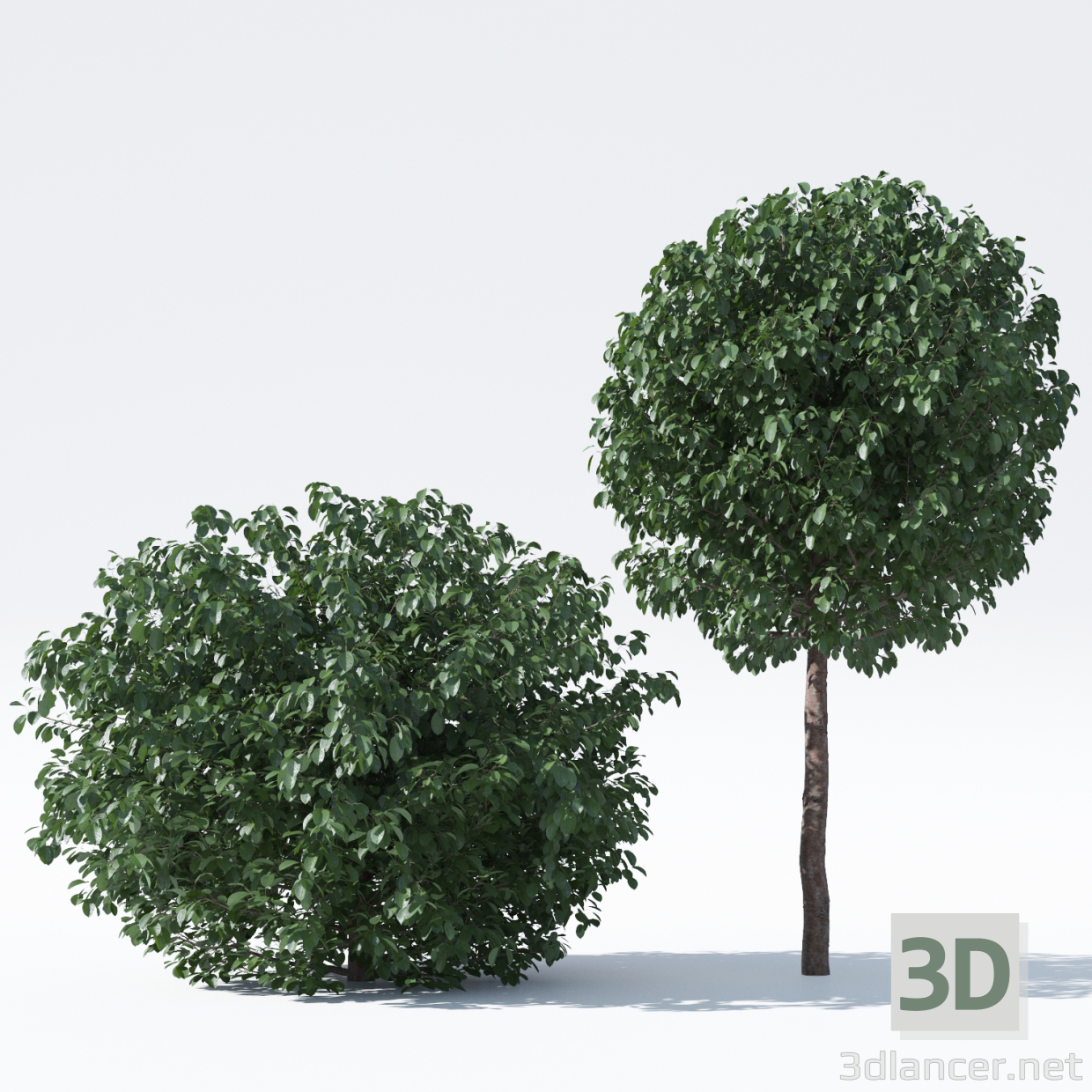 3d Яблоня на штамбе форма шар модель купить - ракурс