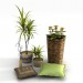 3d model Plantas de interior con accesorios - vista previa