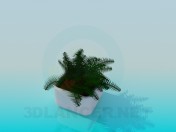 Fern in a pot