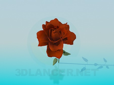 modello 3D Rosa - anteprima