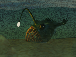 Angler fish