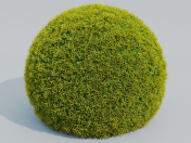 Cupressus Ball