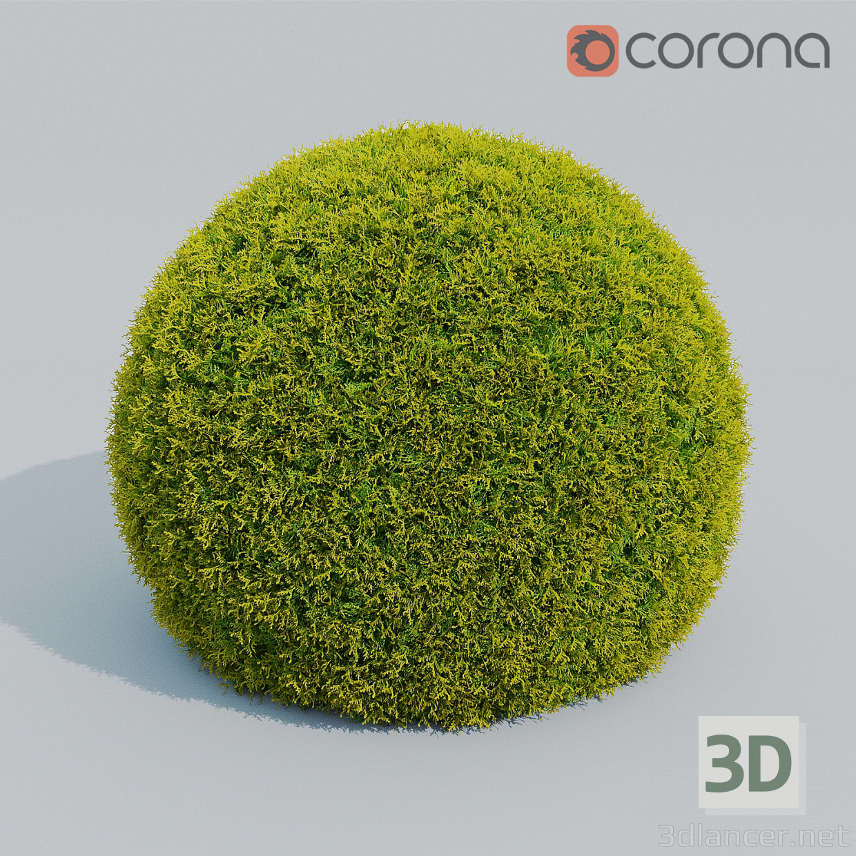 modello 3D di Cupresus Palla comprare - rendering