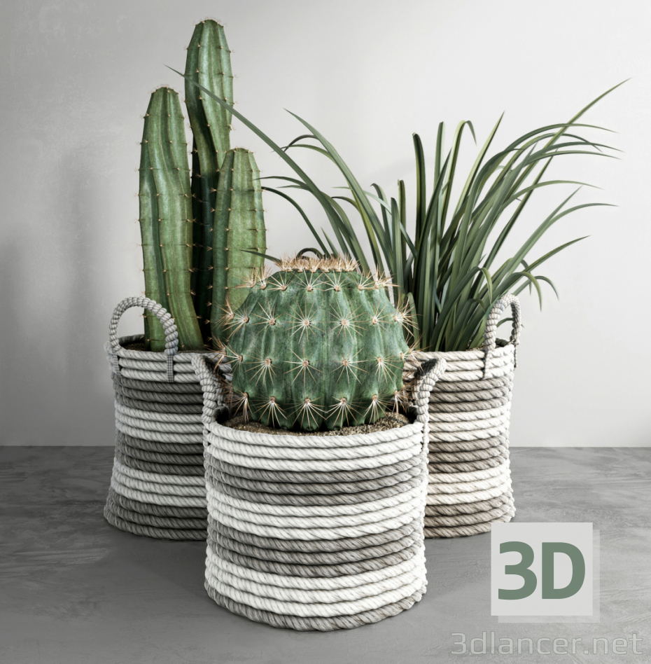 modèle 3D Cactus - preview