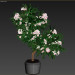 3d Oleander blooming model buy - render