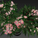 3d Oleander blooming model buy - render