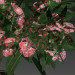 3d Oleander blooming model buy - render