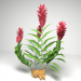 Modelo 3d Planta de gengibre vermelho - preview