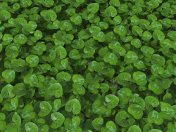 Sabot européen (Asarum europaeum)