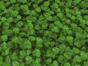 Europäischer Huf (Asarum europaeum)