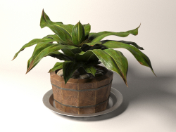 Plant in a wooden pot