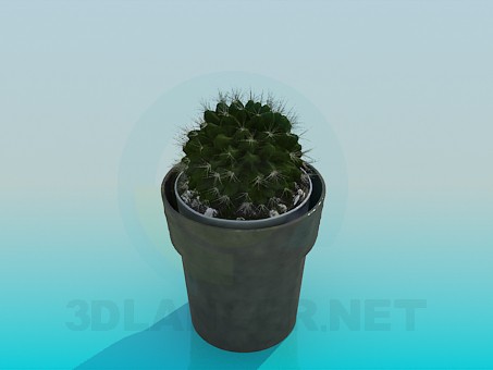 3d model Cactus in a pot - preview