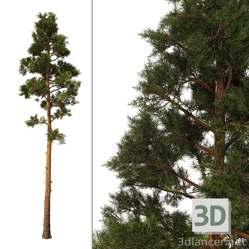 modello 3D di Sosna_Pine comprare - rendering