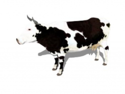 Cow