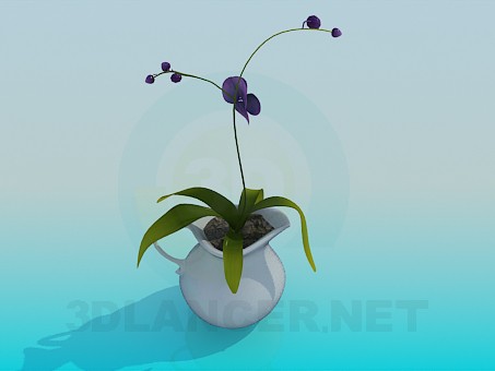 3d model orchid in a jug - preview