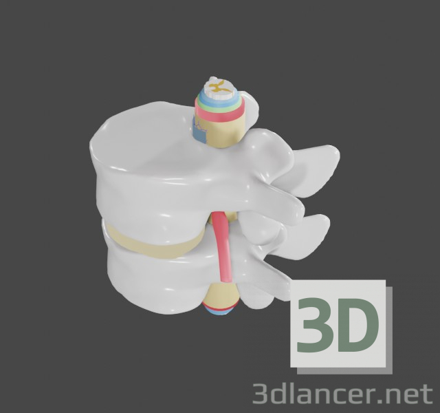 Lendenwirbelsäule 3D-Modell kaufen - Rendern