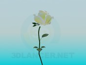 White Rose