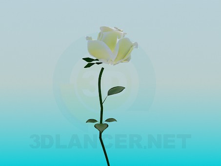 3d model White Rose - preview