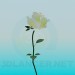 3d model White Rose - preview