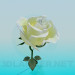 3d model White Rose - preview