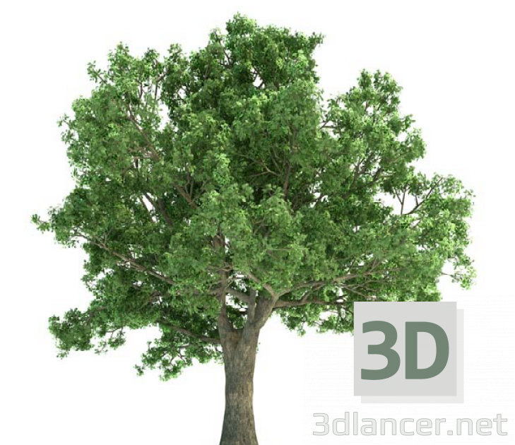 3D Modell Baum - Vorschau