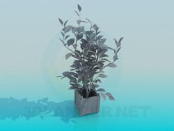Piante Растения