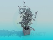 Plantes Растения