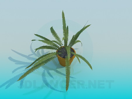 3D modeli Fern - önizleme