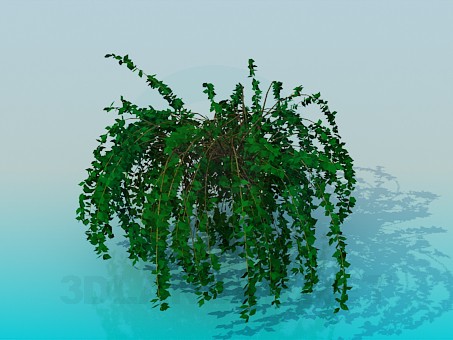 3d model house plant - preview