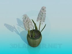 Fiore