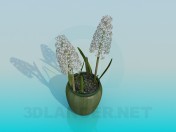 Blume