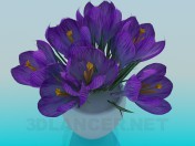Blume