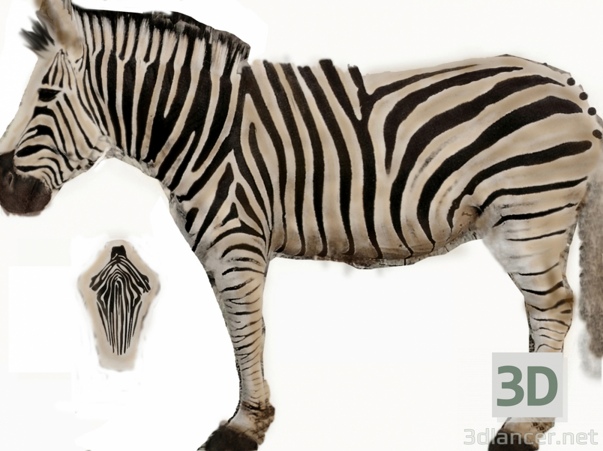 3D Modell Zebra - Vorschau