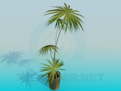 Palm in a pot