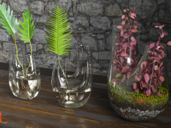 Terrario de plantas. CONJUNTO # 4