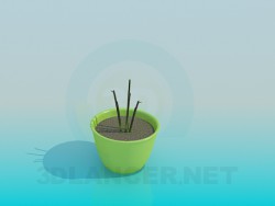 Pianta