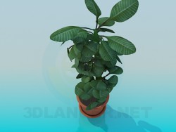 Pianta