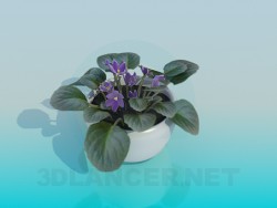 Viole