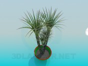 Pot