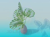 Pot