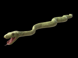 Green Boa Rigged