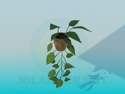 pianta