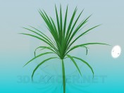 Plante